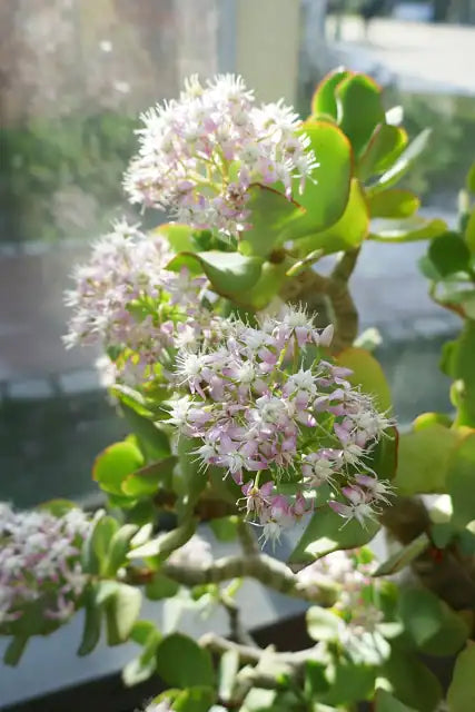 Crassula arborescens undulatifolia