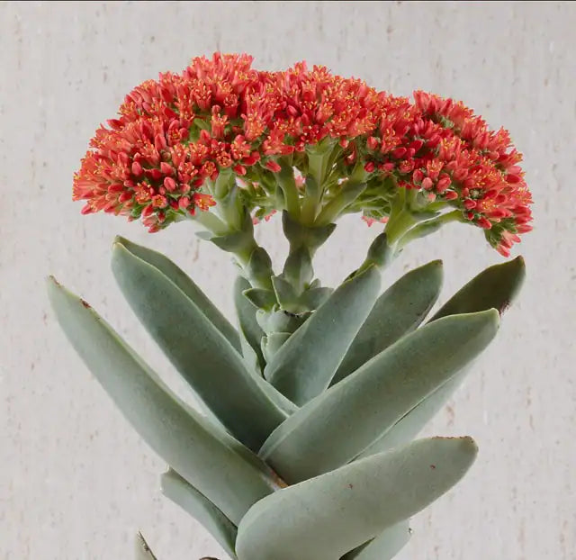 Propeller Plant