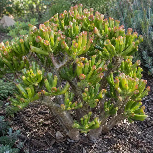 Crassula 'Gandalf' â€” AI reference illustration; actual stock varies