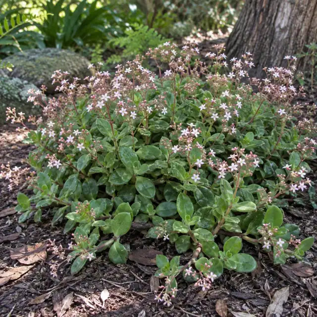 Fairy Crassula â€” AI reference illustration; actual stock varies