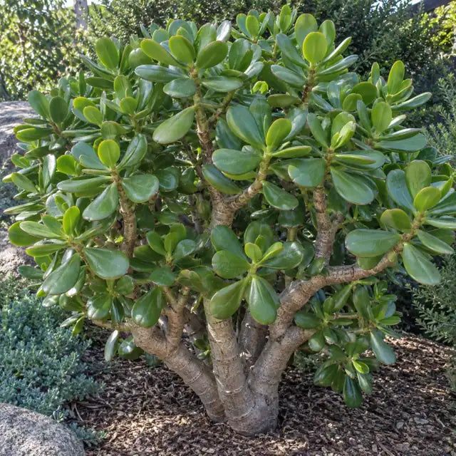 Big Alice Jade Plant â€” AI reference illustration; actual stock varies