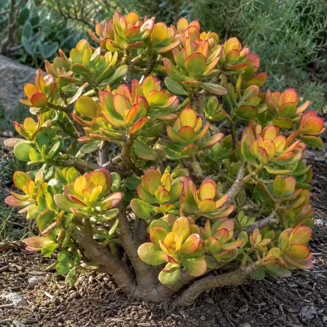 Golden Jade Tree Â· Hummel â€” AI reference illustration; actual stock varies