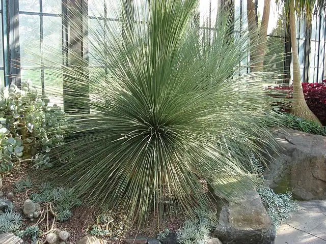 Mexican Grass Tree