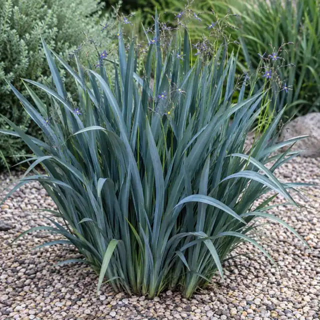 Blue Flax Lily â€” AI reference illustration; actual stock varies