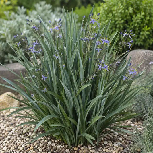 Flax Lily Selection Â· Little Rev â€” AI reference illustration; actual stock varies