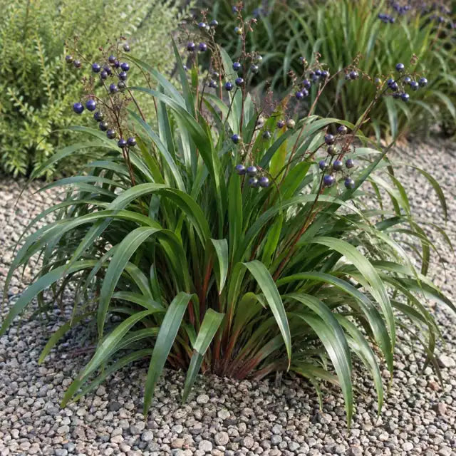 Flax Lily Selection â€” AI reference illustration; actual stock varies