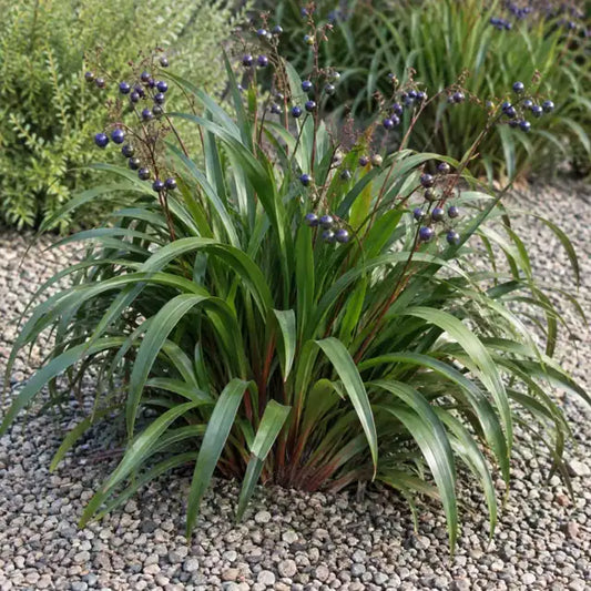 Flax Lily Selection â€” AI reference illustration; actual stock varies