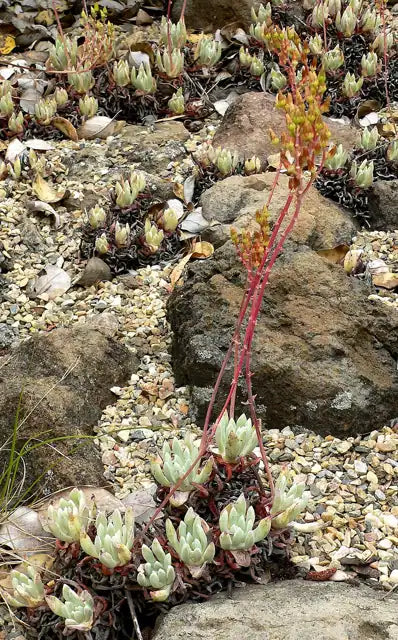 Coast Dudleya / Sea Lettuce