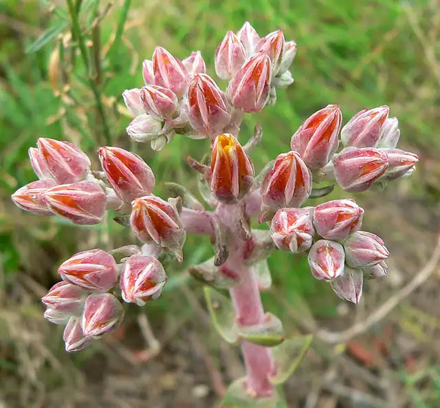 Palmer's Dudleya