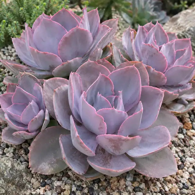 Echeveria 'Afterglow' â€” AI reference illustration; actual stock varies