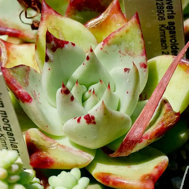 Molded Wax Agave / Carpet Echeveria