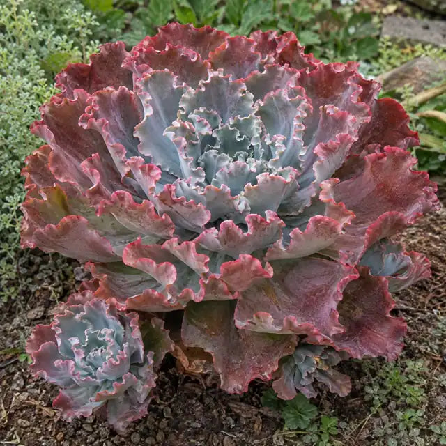 Echeveria 'Ruffled Red' â€” AI reference illustration; actual stock varies