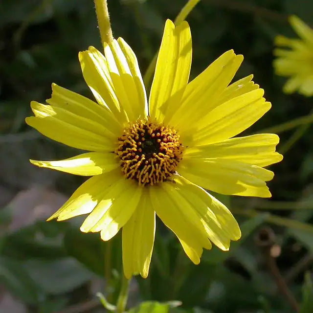 Coast Sunflower Selection Â· El Dorado