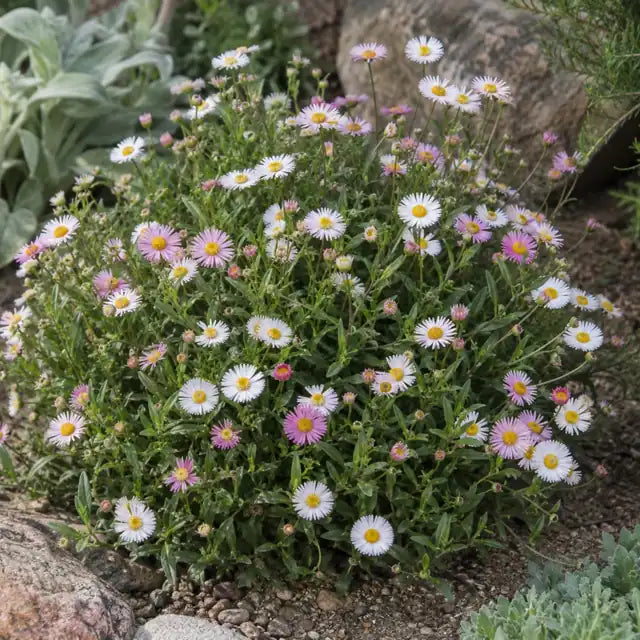 Santa Barbara Daisy Selection Â· Spindrift â€” AI reference illustration; actual stock varies
