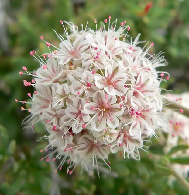California Buckwheat Selection Â· Warriner Lytle