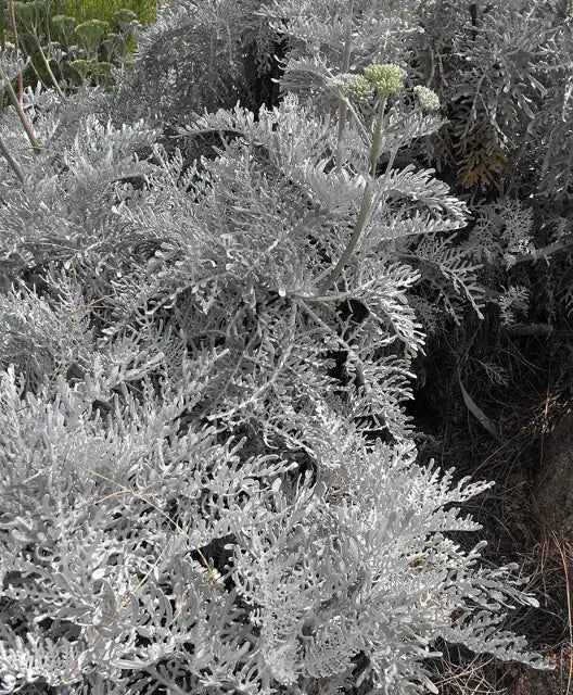 Nevin's Wooly Snowflower