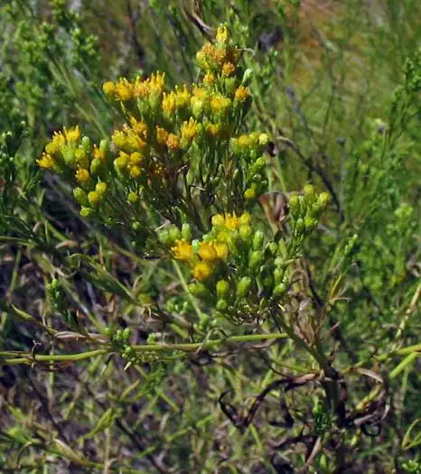 Western Goldenrod