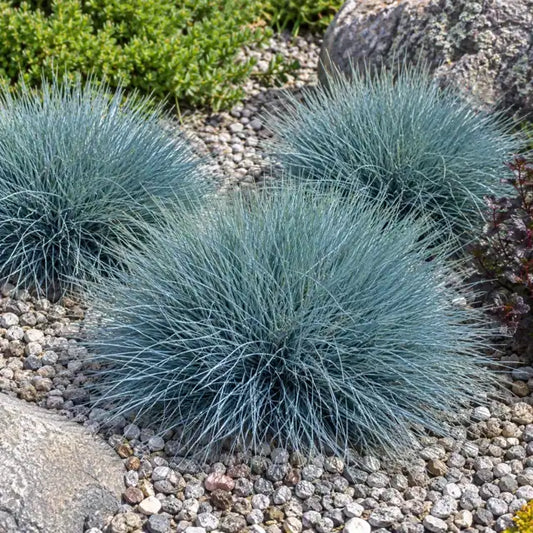 Elijah Blue Fescue â€” AI reference illustration; actual stock varies