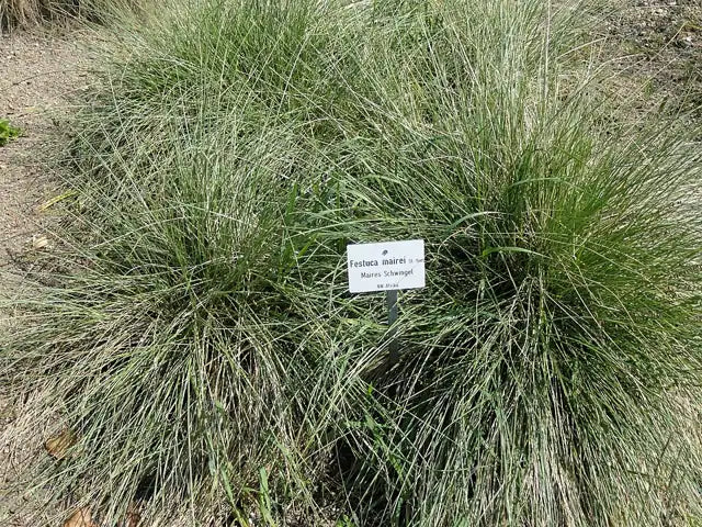 Atlas Fescue