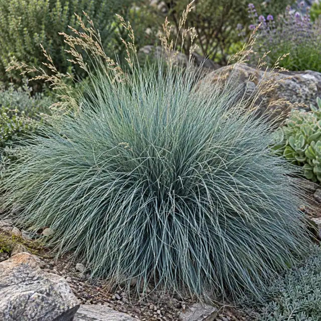 Fescue Hybrid Â· Siskiyou Blue â€” AI reference illustration; actual stock varies