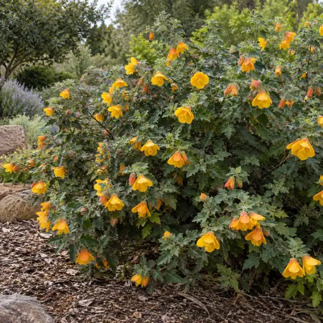 Flannelbush Hybrid Â· Ken Taylor â€” AI reference illustration; actual stock varies