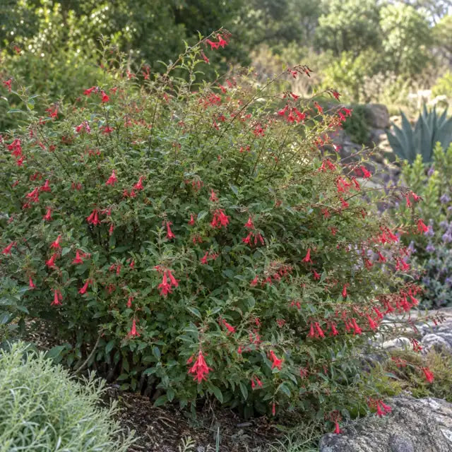 Bush Snapdragon Selection Â· Boca Rosa â€” AI reference illustration; actual stock varies