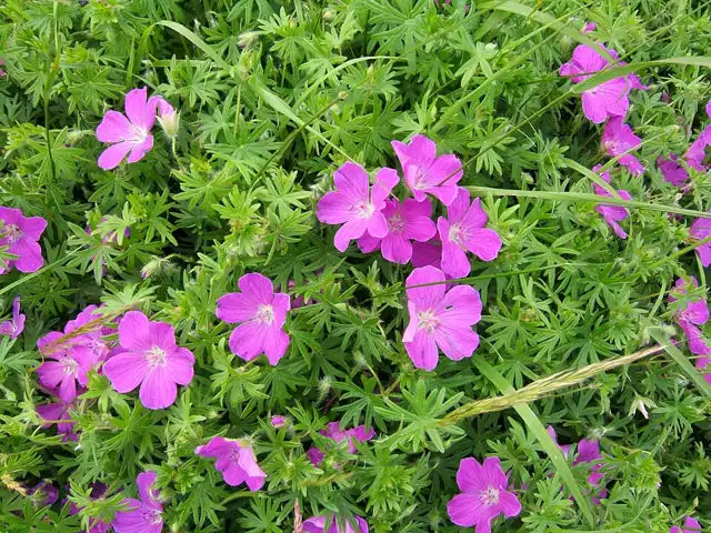 Blood Geranium