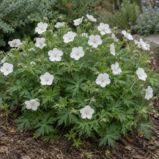 Blood Geranium Selection Â· Alba â€” AI reference illustration; actual stock varies