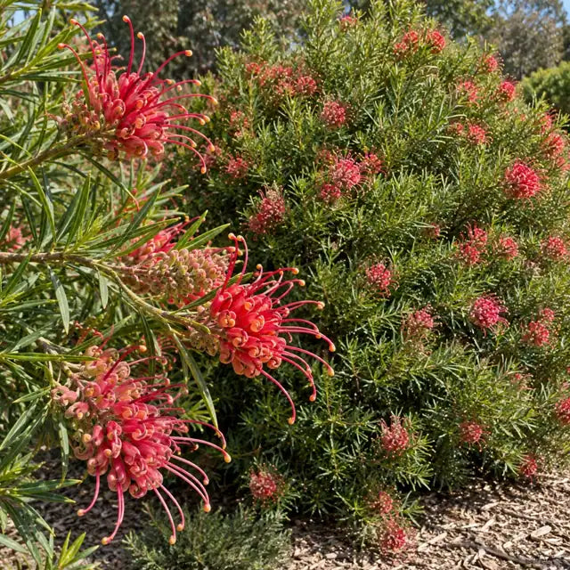 Grevillea 'Canberra Gem' â€” AI reference illustration; actual stock varies