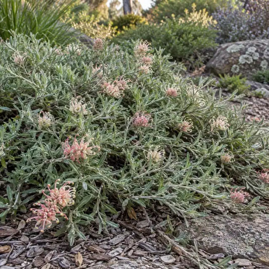Prostrate Wooly Grevillea Â· Prostrata â€” AI reference illustration; actual stock varies