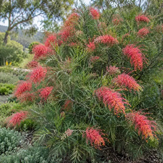 Grevillea Hybrid Â· Long John â€” AI reference illustration; actual stock varies