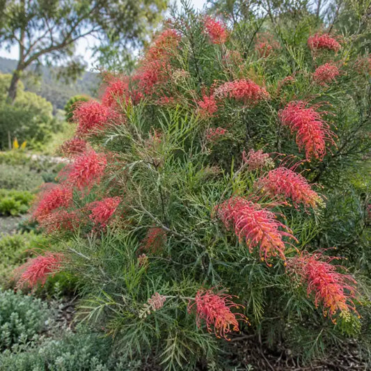 Grevillea Hybrid Â· Long John â€” AI reference illustration; actual stock varies