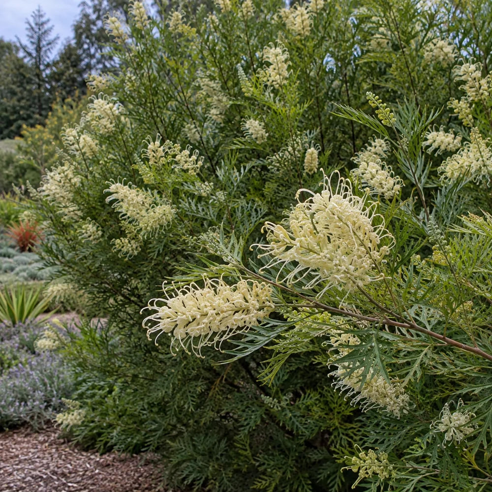 Grevillea Hybrid Â· Moonlight â€” AI reference illustration; actual stock varies