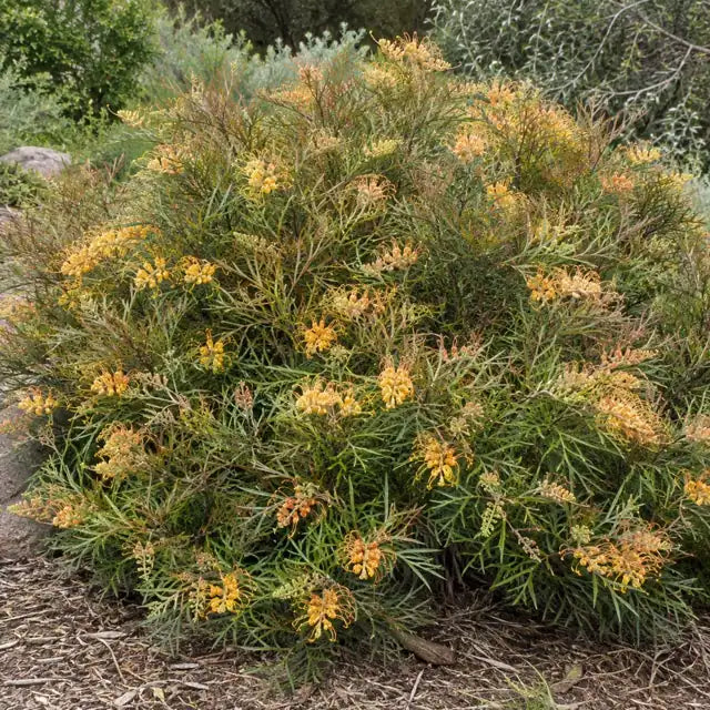 Grevillea Hybrid Â· Poorinda Leanne â€” AI reference illustration; actual stock varies