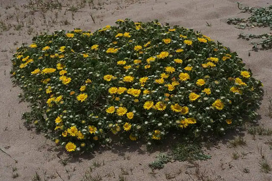 Coastal gumweed