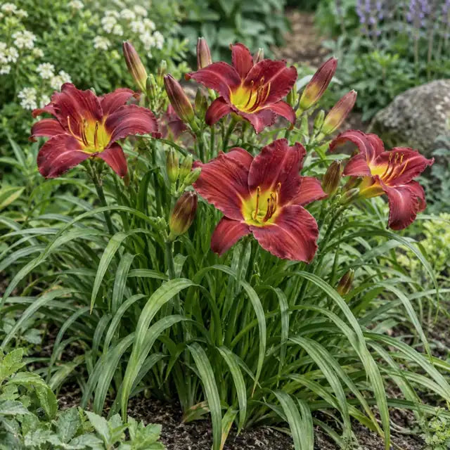 Daylily Hybrid - Cranberry Red Â· Cranberry Baby â€” AI reference illustration; actual stock varies