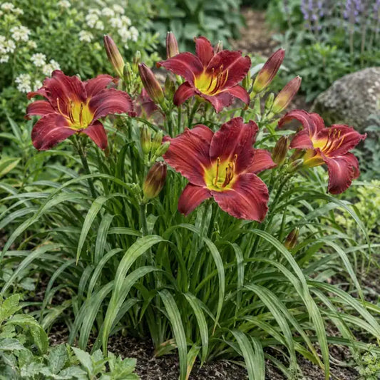 Daylily Hybrid - Cranberry Red Â· Cranberry Baby â€” AI reference illustration; actual stock varies