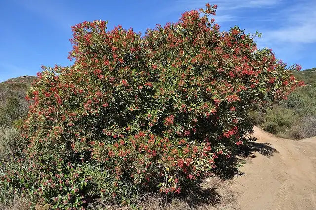 Toyon