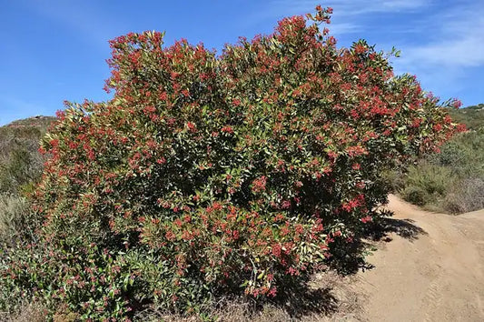 Toyon