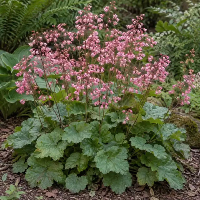 Alum Root Hybrid Â· Canyon Pink â€” AI reference illustration; actual stock varies