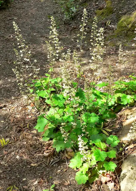 Island Alum Root