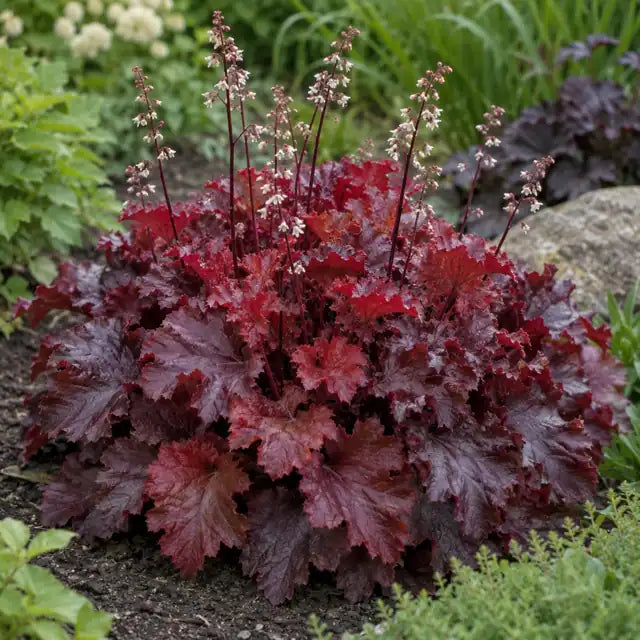 Alum Root Hybrid Â· Melting Fire â€” AI reference illustration; actual stock varies
