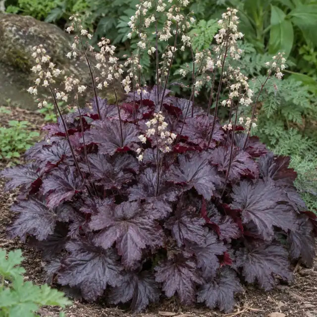 Coral Bells Hybrid Â· Palace Purple â€” AI reference illustration; actual stock varies