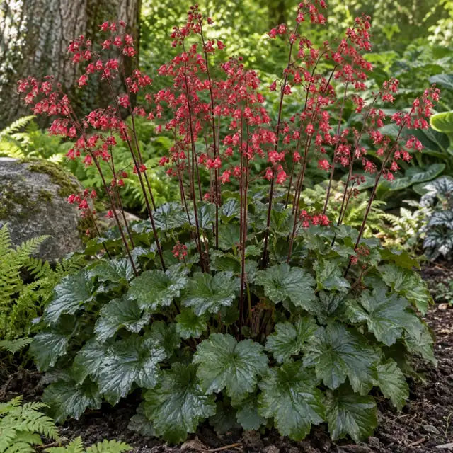 Santa Ana Cardinal Coral Bells â€” AI reference illustration; actual stock varies