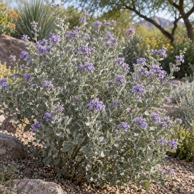 Desert Lavender Selection Â· Silver Lining â€” AI reference illustration; actual stock varies