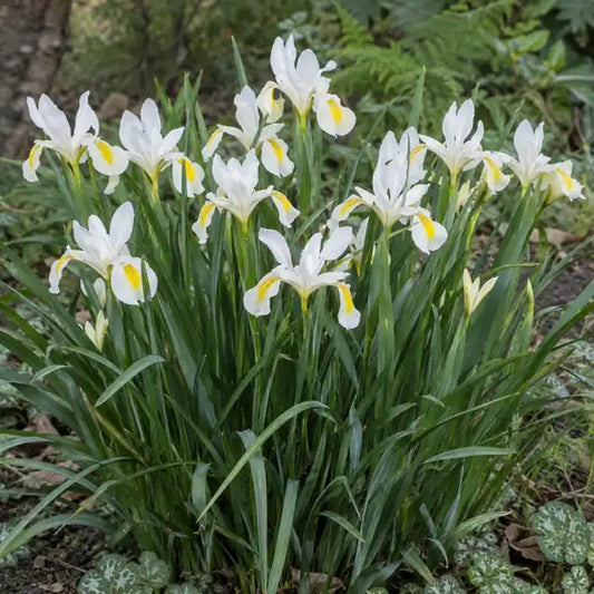 Iris Hybrid Â· Canyon Snow â€” AI reference illustration; actual stock varies