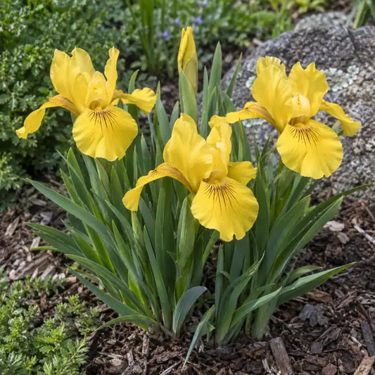 Iris Hybrid Â· Canyon Sunshine â€” AI reference illustration; actual stock varies