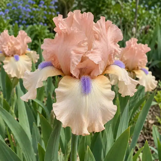 Bearded Iris - Intermediate Peach/Pink Blue beard Â· Concertina â€” AI reference illustration; actual stock varies