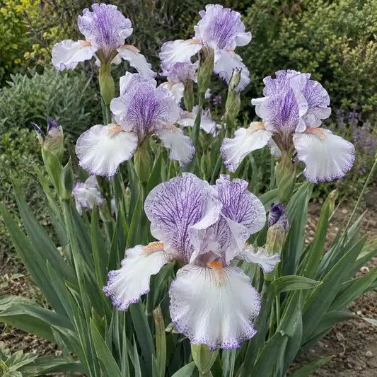 Bearded Iris - White/Orchid/Violet Â· Earl of Essex â€” AI reference illustration; actual stock varies