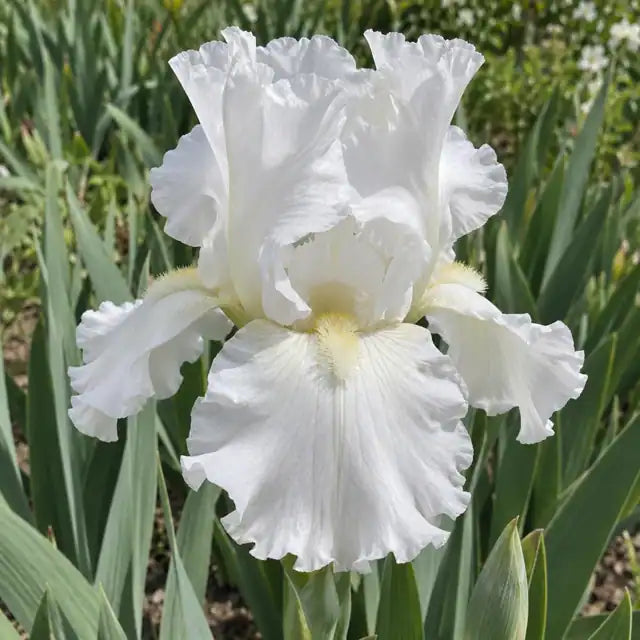 Bearded Iris - White Â· Immortality â€” AI reference illustration; actual stock varies